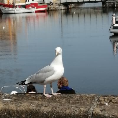 Honfleur Mouette